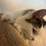 ヒメ日記 2025/09/10 23:57 投稿 しおり 素敵な女の子は好きですか？