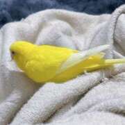 ヒメ日記 2025/11/16 19:12 投稿 しおり 素敵な女の子は好きですか？