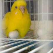 ヒメ日記 2025/12/07 09:03 投稿 しおり 素敵な女の子は好きですか？