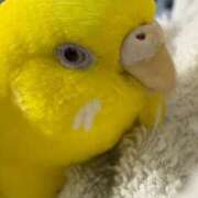 ヒメ日記 2026/01/01 18:18 投稿 しおり 素敵な女の子は好きですか？