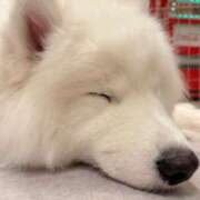 ヒメ日記 2026/01/30 08:48 投稿 しおり 素敵な女の子は好きですか？