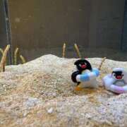 ヒメ日記 2026/03/13 12:36 投稿 しおり 素敵な女の子は好きですか？