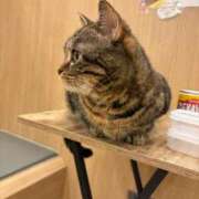 ヒメ日記 2026/03/15 08:27 投稿 しおり 素敵な女の子は好きですか？