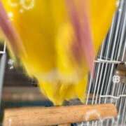 ヒメ日記 2026/03/20 01:33 投稿 しおり 素敵な女の子は好きですか？