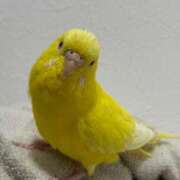 ヒメ日記 2026/04/10 09:27 投稿 しおり 素敵な女の子は好きですか？