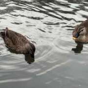 ヒメ日記 2026/04/10 18:33 投稿 しおり 素敵な女の子は好きですか？