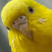 ヒメ日記 2026/04/11 09:27 投稿 しおり 素敵な女の子は好きですか？