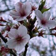 ヒメ日記 2026/04/20 09:18 投稿 しおり 素敵な女の子は好きですか？