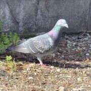 ヒメ日記 2026/04/22 09:27 投稿 しおり 素敵な女の子は好きですか？