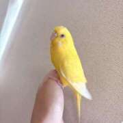ヒメ日記 2026/07/07 09:33 投稿 しおり 素敵な女の子は好きですか？
