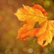 ヒメ日記 2024/12/20 16:36 投稿 みお奥様 人妻倶楽部　日本橋店