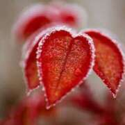 ヒメ日記 2025/01/16 15:26 投稿 みお奥様 人妻倶楽部　日本橋店