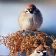 ヒメ日記 2025/01/25 14:36 投稿 みお奥様 人妻倶楽部　日本橋店
