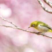 ヒメ日記 2025/04/08 09:16 投稿 みお奥様 人妻倶楽部　日本橋店