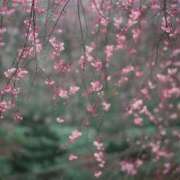 ヒメ日記 2025/04/08 12:56 投稿 みお奥様 人妻倶楽部　日本橋店