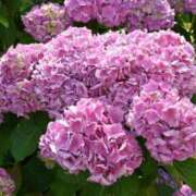 ヒメ日記 2025/06/14 09:46 投稿 みお奥様 人妻倶楽部　日本橋店