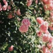 ヒメ日記 2025/09/21 12:46 投稿 みお奥様 人妻倶楽部　日本橋店