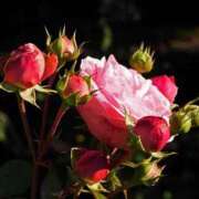 ヒメ日記 2025/10/11 15:06 投稿 みお奥様 人妻倶楽部　日本橋店