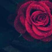 ヒメ日記 2025/12/16 10:46 投稿 みお奥様 人妻倶楽部　日本橋店