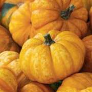 みお奥様 今日は冬至。 人妻倶楽部　日本橋店