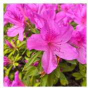 ヒメ日記 2025/04/29 18:39 投稿 ひな 脱がされたい人妻 春日部店