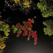 ヒメ日記 2024/12/27 11:49 投稿 ありさ Mrs Sirena（ミセスシレナ）