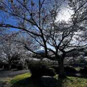 ヒメ日記 2025/04/02 22:30 投稿 ありさ Mrs Sirena（ミセスシレナ）