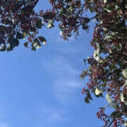 ヒメ日記 2026/03/07 16:54 投稿 ありさ Mrs Sirena（ミセスシレナ）