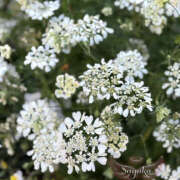 ヒメ日記 2025/06/12 23:00 投稿 さやか 風鈴（ふうりん）