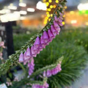 ヒメ日記 2025/06/13 23:00 投稿 さやか 風鈴（ふうりん）