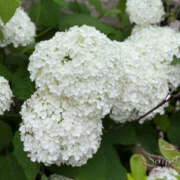 ヒメ日記 2025/06/14 23:20 投稿 さやか 風鈴（ふうりん）