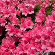 ヒメ日記 2026/04/19 00:01 投稿 さやか 風鈴（ふうりん）