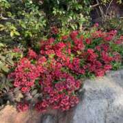 ヒメ日記 2025/02/07 23:00 投稿 みわ 東京人妻セレブリティ（ユメオト）