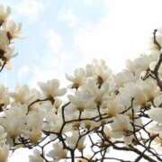 ヒメ日記 2025/03/20 23:00 投稿 みわ 東京人妻セレブリティ（ユメオト）