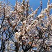 ヒメ日記 2025/03/29 23:00 投稿 みわ 東京人妻セレブリティ（ユメオト）