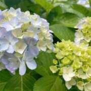 ヒメ日記 2025/06/02 23:00 投稿 みわ 東京人妻セレブリティ（ユメオト）