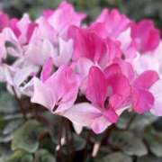 ヒメ日記 2025/12/04 06:10 投稿 みわ 東京人妻セレブリティ（ユメオト）