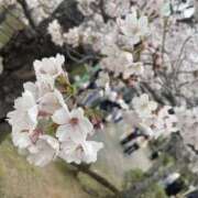 ななこ 桜が咲きました 即アポ奥さん ～津・松阪店～