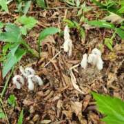 ヒメ日記 2025/09/22 05:17 投稿 180越えの女『ななお』 グッドスマイル