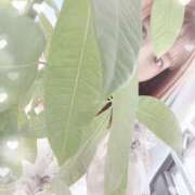 ヒメ日記 2025/04/28 21:22 投稿 和泉まりな(いずみまりな) 鶯谷ナンバーワン