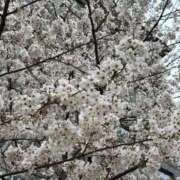 ヒメ日記 2025/04/06 10:26 投稿 桜めい 奴隷志願！変態調教飼育クラブ梅田店