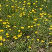 ヒメ日記 2025/06/09 18:39 投稿 桜めい 奴隷志願！変態調教飼育クラブ梅田店