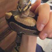 ヒメ日記 2025/04/19 17:15 投稿 ことの One More奥様　横浜関内店