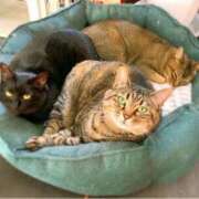 ヒメ日記 2025/08/09 19:00 投稿 ことの One More奥様　横浜関内店