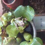 ヒメ日記 2025/06/21 00:26 投稿 まゆみ 北九州人妻倶楽部（三十路、四十路、五十路）