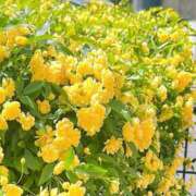 ヒメ日記 2026/04/21 21:37 投稿 夢か現か幻か グッドスマイル