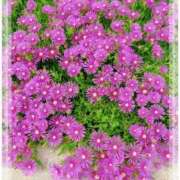 ヒメ日記 2025/05/29 15:49 投稿 ちふゆ デザインプリズム新宿