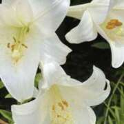 ヒメ日記 2025/06/12 10:54 投稿 滝沢佑里香 五十路マダム姫路店