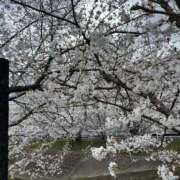 ヒメ日記 2025/04/04 18:36 投稿 べる ぷるるん小町日本橋店