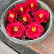 ヒメ日記 2025/04/08 16:49 投稿 べる ぷるるん小町日本橋店